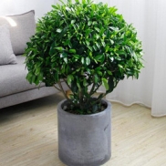 非洲茉莉