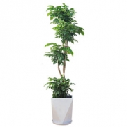 多支幸福树