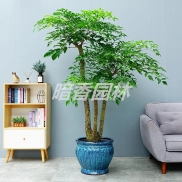 多支幸福树