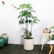 网红大叶伞