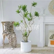 香龙血树