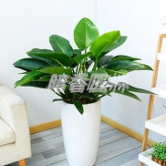宁波绿植租赁