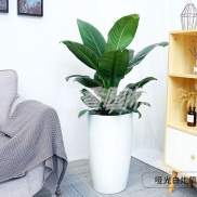 宁波绿植租赁