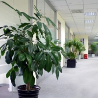 办公室植物租赁案例
