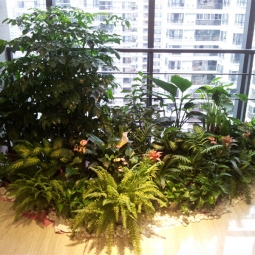 大型植物租赁案例