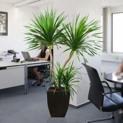 办公楼花卉租摆办公室植物出租绿植租赁