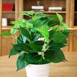 桌面小型植物租赁