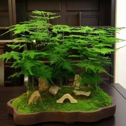桌面小型植物租赁