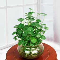 水培植物案例