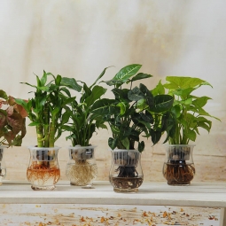 水培植物案例