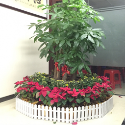 大型植物租赁案例