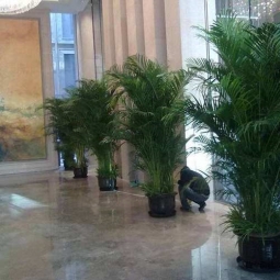 办公室植物租赁案例