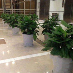办公楼花卉租摆办公室植物出租绿植租赁