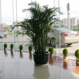 办公室植物租赁案例