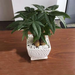 桌面小型植物租赁