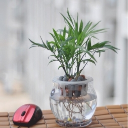 ,宁波花卉租摆