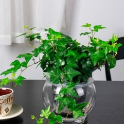 宁波花卉租摆/水培植物案