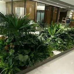 大型植物租赁案例