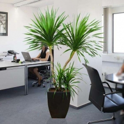 办公室植物租赁案例