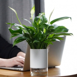 桌面小型植物租赁