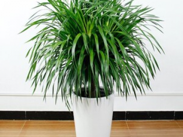 宁波绿植租赁