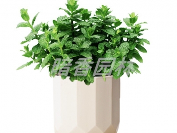 薄荷
