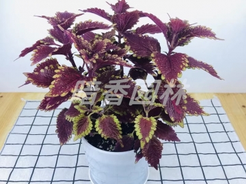 彩叶草