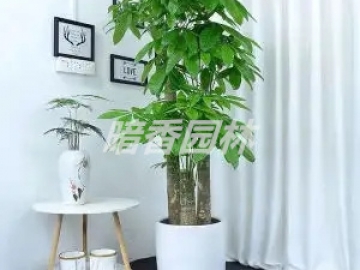 步步高发财树