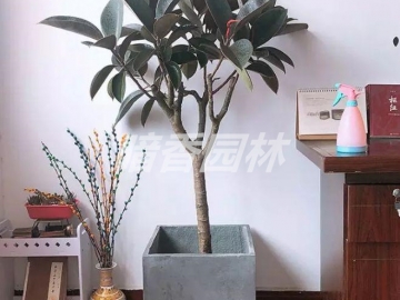 黑金刚