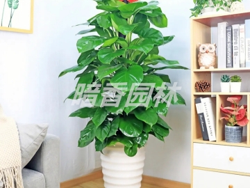 绿萝柱